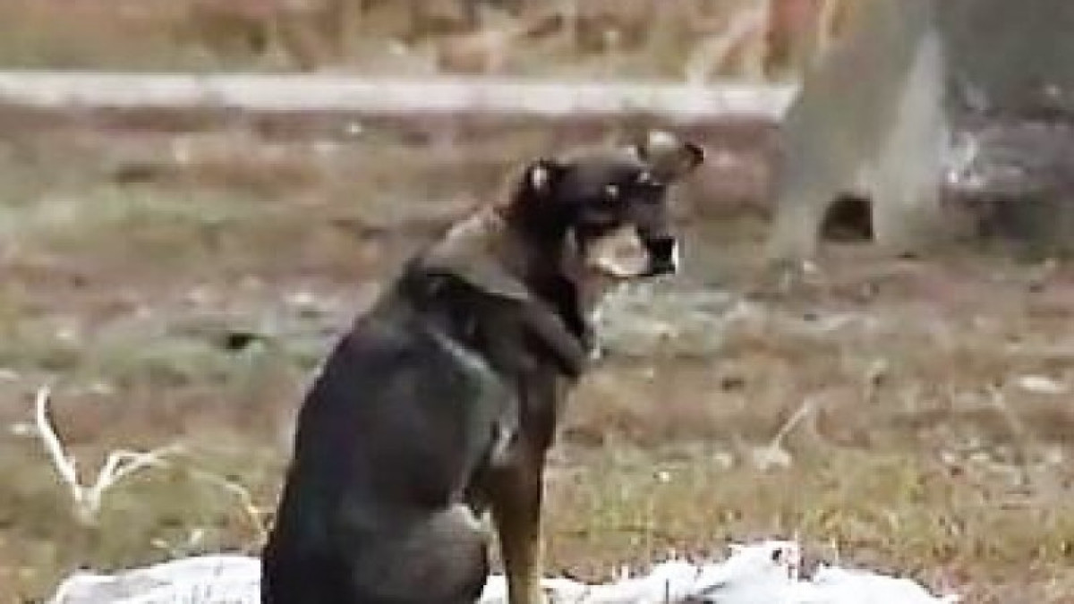 Бродячие собаки атакуют жителей Алматинской области