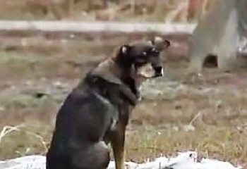 Бродячие собаки атакуют жителей Алматинской области
