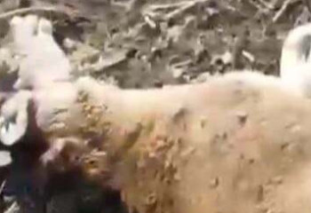 Краснокнижного архара убил житель Туркестанской области