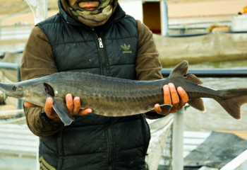 Балықтың құйрығын ұстасаң, қармағыңды балық қақпайды