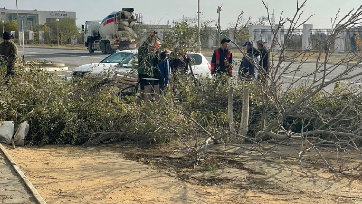 Жители Актау возмущены вырубкой деревьев