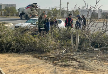 Жители Актау возмущены вырубкой деревьев