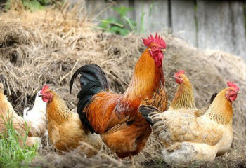 Павлодарда құс тұмауы орын алу қаупі бар