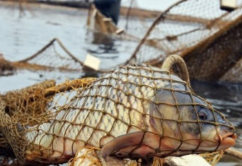 Атырауда браконьерлерден бекіре мен есірткі табылды