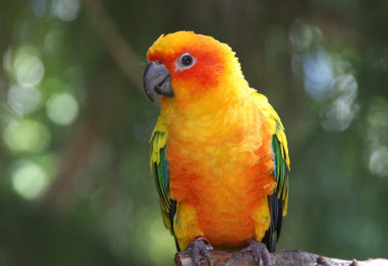 Попугай ограбил журналиста в прямом эфире