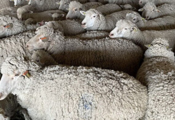 Бруцеллез выявили в 2 селах Туркестанской области