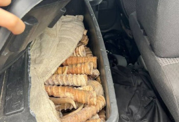 Алматы облысында 100 келіден астам ақбөкен мүйізі тәркіленді