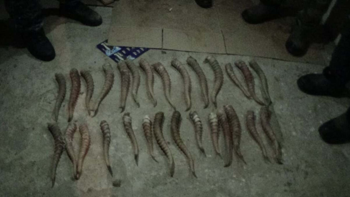 30 рогов сайги изъяли у жителя Аркалыка