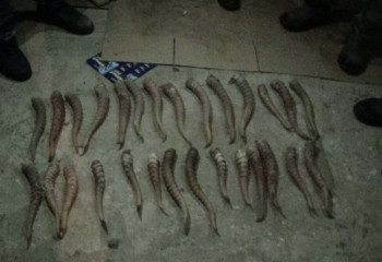 30 рогов сайги изъяли у жителя Аркалыка