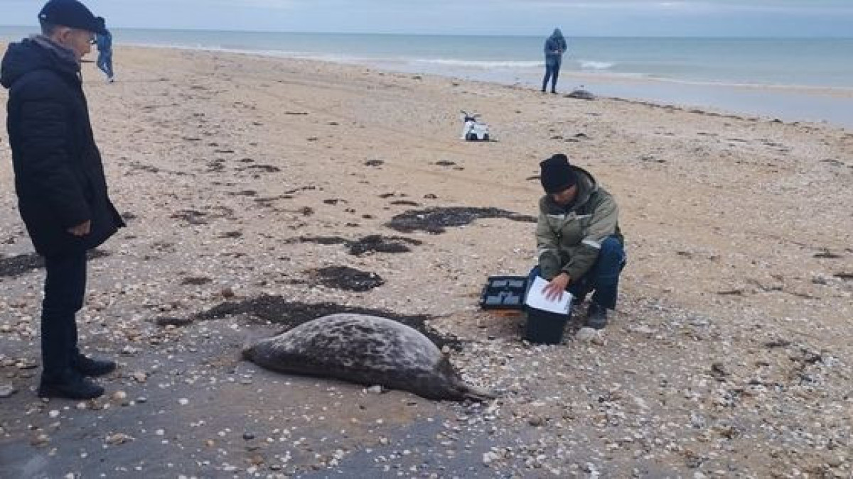 Более 100 мертвых тюленей обнаружено на побережье Каспия