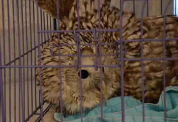 Краснокнижных птиц спасают неравнодушные жители Костанайской области