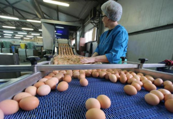 Биыл жұмыртқа өндірісін субсидиялауға 7,5 млрд теңге бөлінді