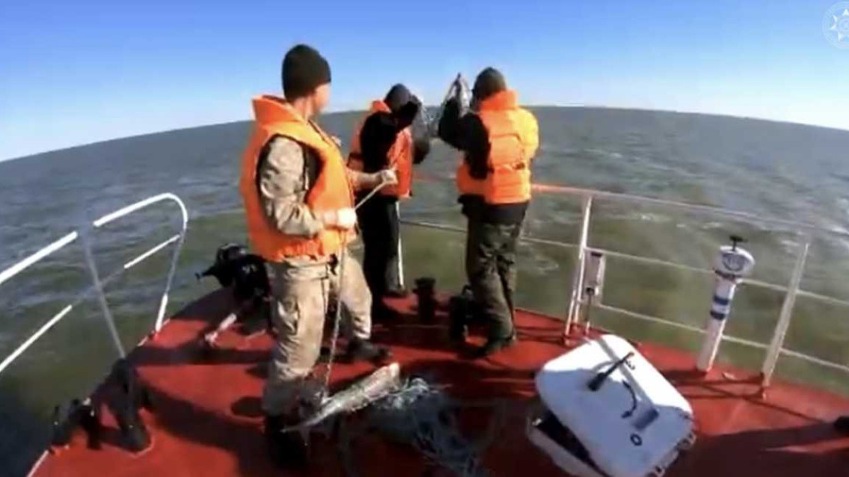 Около тысячи осетров и 54 тюленя спасли пограничники на Каспии