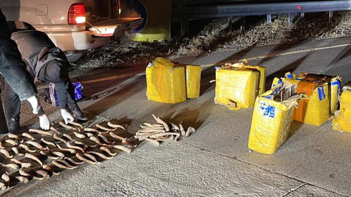 Около тысячи штук рогов сайги изъяли сотрудники КНБ в Жетысу