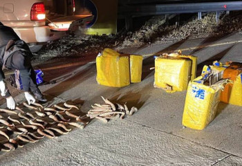 Около тысячи штук рогов сайги изъяли сотрудники КНБ в Жетысу