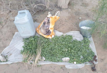 22 тысячи кустов конопли уничтожено кызылординскими полицейскими