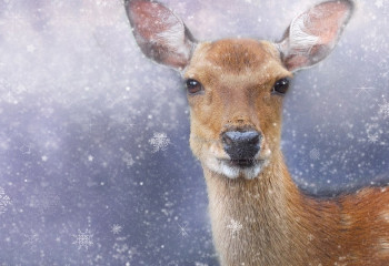 Слишком активные косули мешают водителям в СКО