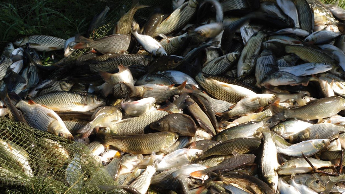 Программы развития рыбного хозяйства в РК не эффективны - мажилисмен
