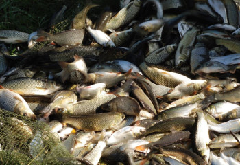 Программы развития рыбного хозяйства в РК не эффективны - мажилисмен