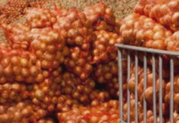 Шесть овощехранилищ планируют запустить в Павлодарской области