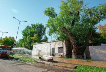 Дерево, у которого есть инстаграм