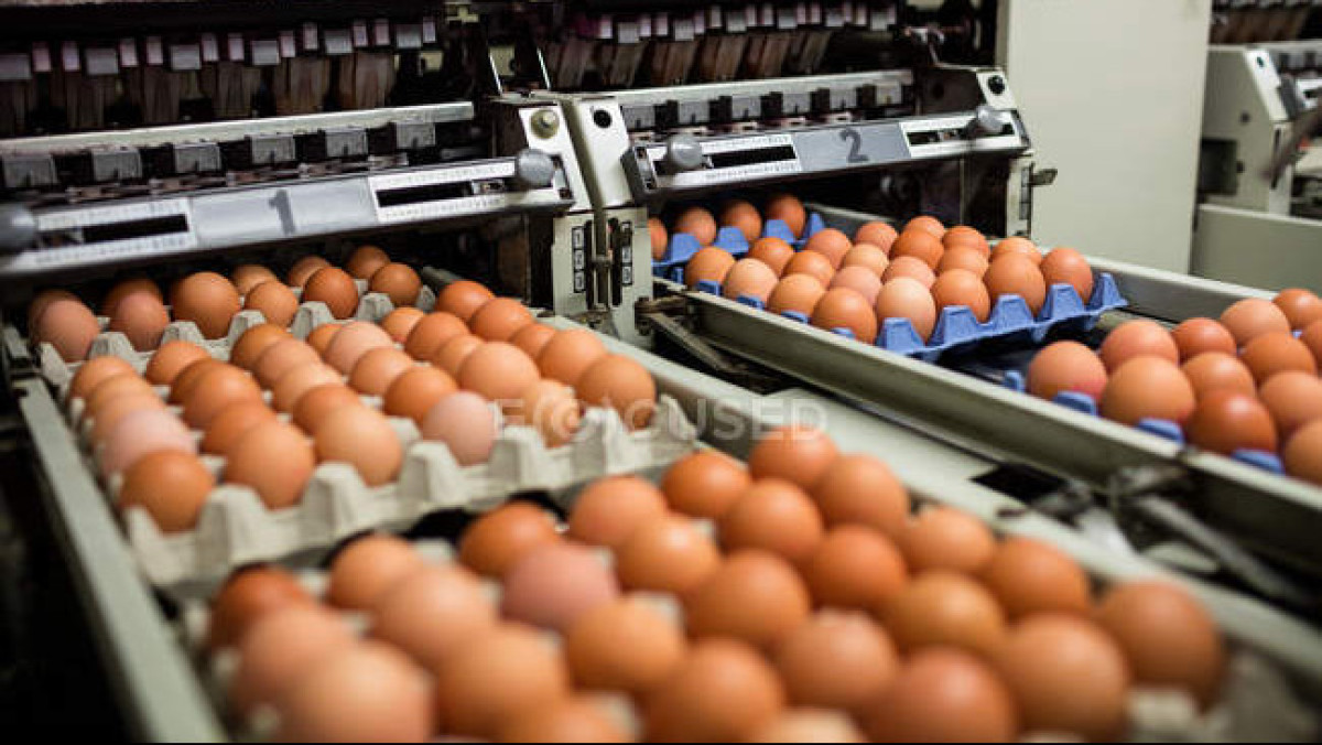 В Казахстане выросло производство яиц -  Бюро нацстатистики
