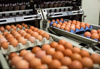В Казахстане выросло производство яиц -  Бюро нацстатистики