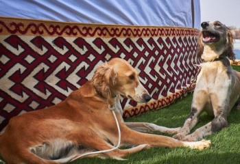 Тазы мен төбетті сақтау және көбейту бойынша заң жобасы әзірленді