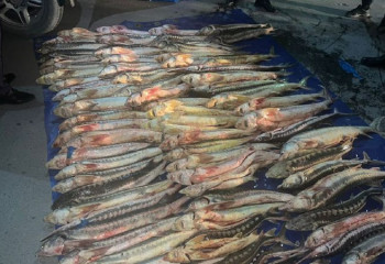 В Актау остановили Lexus с 300 кг осетра