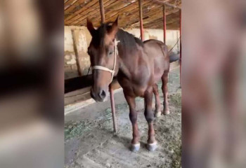 Скакуна стоимостью 20 миллионов тенге украл скотокрад в Туркестанской области