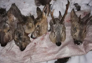 СҚО-да еліктерді заңсыз аулаған бес тұрғын ұсталды