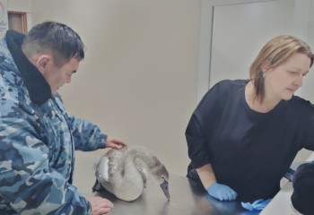 Краснокнижного лебедя спасли в Костанае