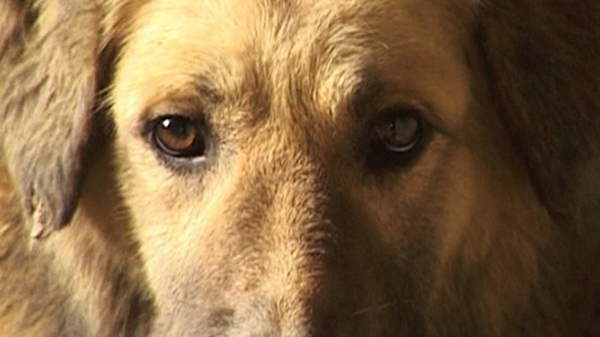 Жителя Петропавловска наказали за избиение собаки