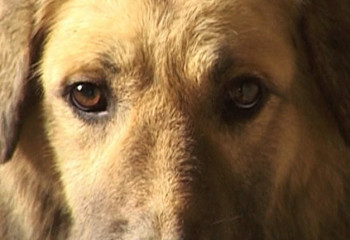 Жителя Петропавловска наказали за избиение собаки