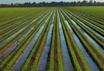 Основные  проблемы при орошении земель назвал Минсельхоз РК