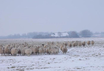 Ақтөбелік құтқарушылар жоғалған қойшыны тапты