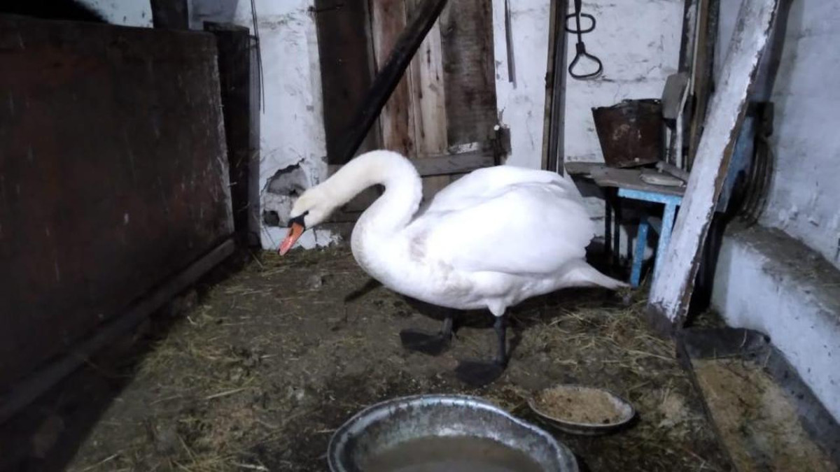 Раненого лебедя спас житель Карагандинской области