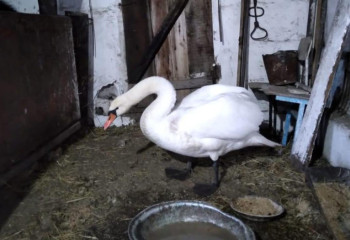 Раненого лебедя спас житель Карагандинской области