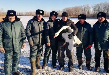 Операция потребуется спасенному в Павлодаре лебедю