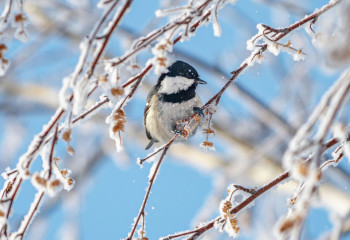 27 қарашада ел аумағында аяз күшейіп, бұрқасын көтеріледі