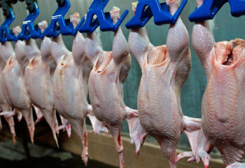 Биыл елімізгe 97,5 мың тонна құс еті әкелінді