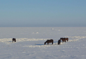 На треть снижено число краж скота в СКО