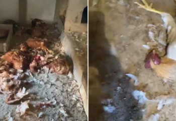 Неизвестный зверь терроризирует жителей Атырау