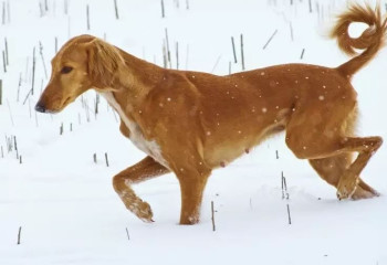 Тазы мен төбет иттердің жеке-жеке стандарттары әзірленеді