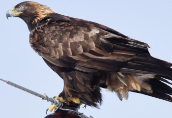 Краснокнижные орлы гибнут на линиях электропередач в РК