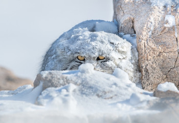 До 35 мороза ожидается в нескольких областях Казахстана
