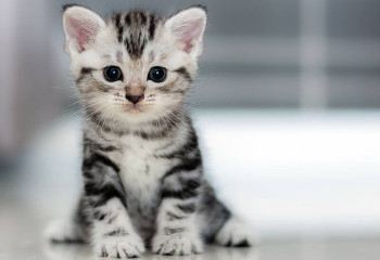 Где бесплатно взять питомца в Астане