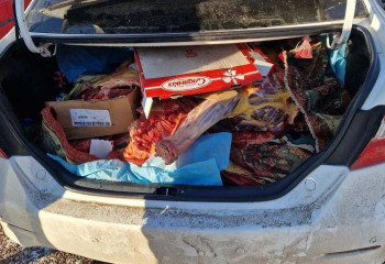 Скотокрады отстреливали лошадей в области Жетісу