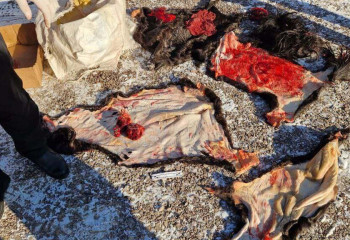 Жетісу облысында барымташылар жайылып жүрген жылқыға оқ атқан