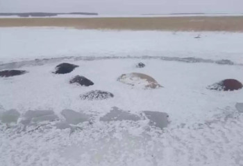 Солтүстік Қазақстанда 100-ден астам жылқы суға батып кетті